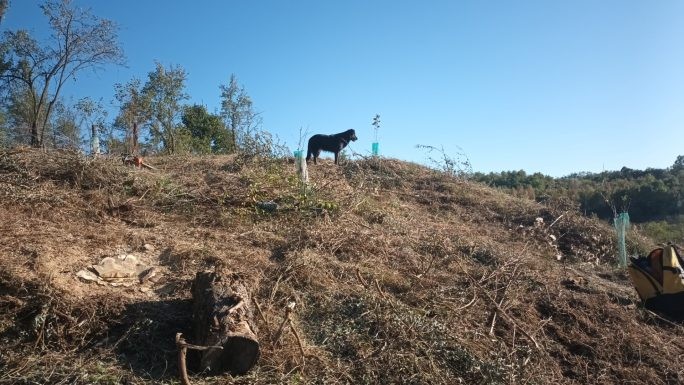 Alte cioate de salcâm scoase de prin vișini.