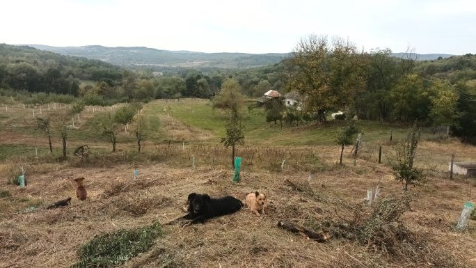 Încet, încet, scăpăm de cioate și putem cosi mai bine.