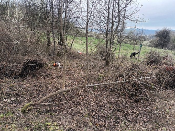 După curățenie. Același păr eliberat din leasa de mărăcini. L-am altoit mai târziu pe creșterile verticale.