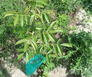 Nuci altoiți din 4 surse diferite, cu prețuri de la 40 la 100 de lei bucata. Care este prețul corect?