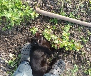 Școala de puieți în 2023, de la semănat la altoirea puieților de nuc, păr, măr, cireș și castan