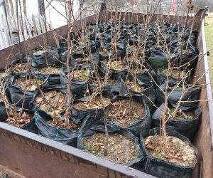 Plantări vișini, aluni și câțiva castani pe un colț de livadă curățat recent de mărăcini