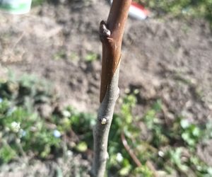 Altoirea perilor pădureți cu soiuri noi de păr