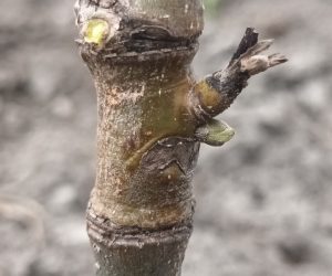 Cum au rezistat peste iarnă nucii altoiți în fluier