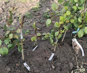 Etichete din tablă pentru puieți