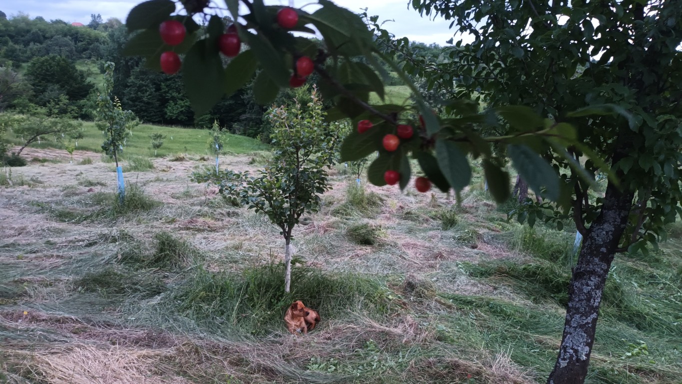 Cositul în livadă