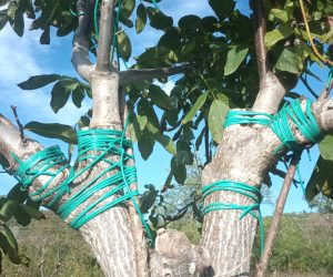 Nuci altoiți sub coajă, în cap de altoire