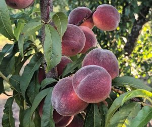 Câteva poze cu roadele de anul ăsta