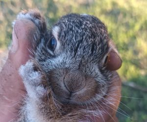 Din nou despre ciute și urecheați