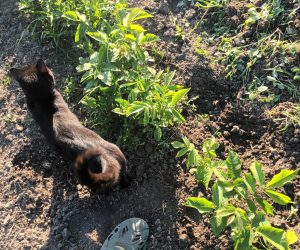 Școala de puieți de nuc